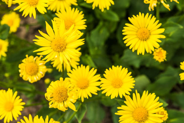 istock Flowers of medicinal elecampane close up 961330630
