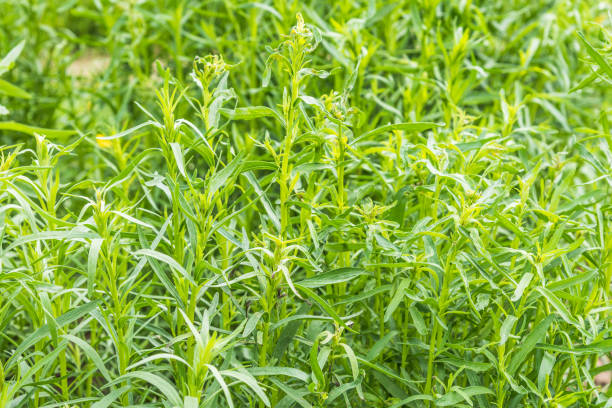 campo con primer plano de estragón fresco - tarragon herb spice freshness fotografías e imágenes de stock