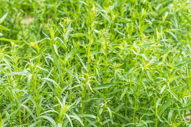 Field with fresh tarragon close-up