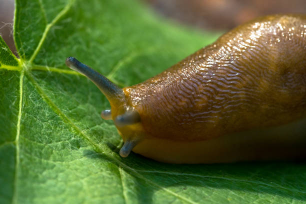 istock Giant slug on a green grapes leaf 961334566