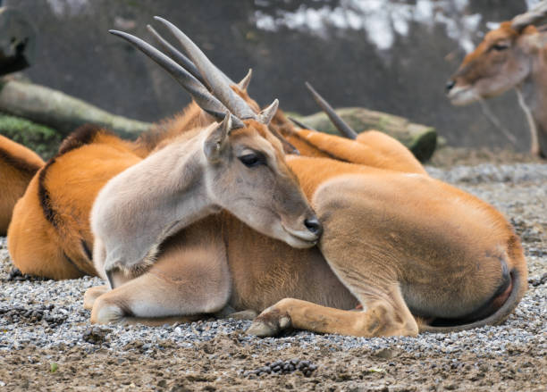 oryx africano común de antílope o taurotragus de eland sur - eland fotografías e imágenes de stock