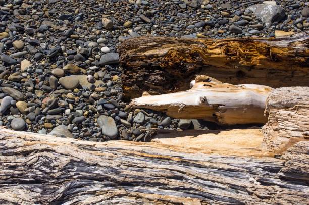 istock driftwood, washed up by the sea on a pebble beach 961339566