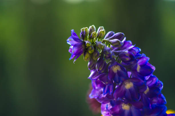 istock a bouquet of bright spring flowers of various types 961341722