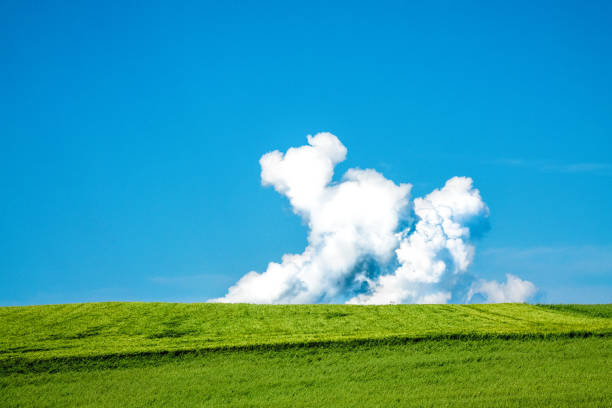 istock image of green grass field and bright blue sky 961344678