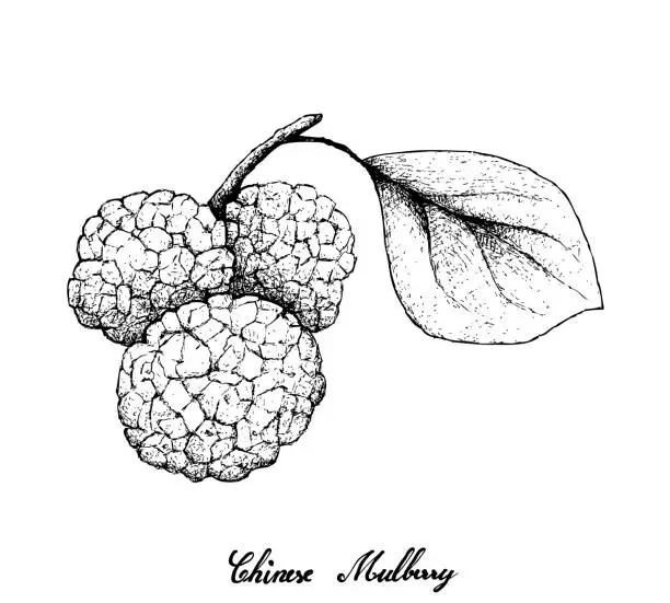 Vector illustration of Hand Drawn of Chinese Mulberries on White Background
