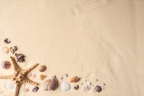 istock Seashells and starfish border on light sand 961348926