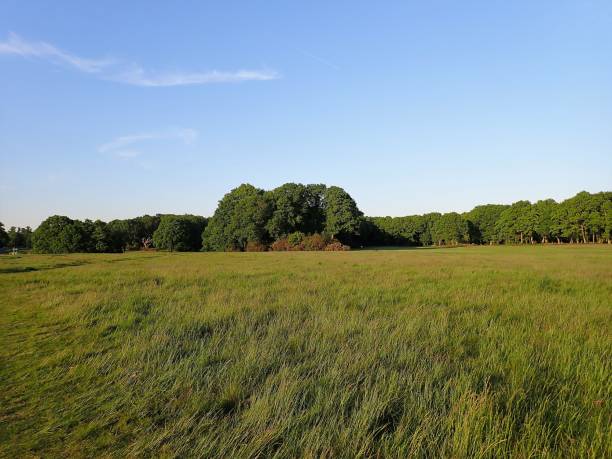 istock Panoramic view across grassland towards woods, Chorleywood Common 961349282