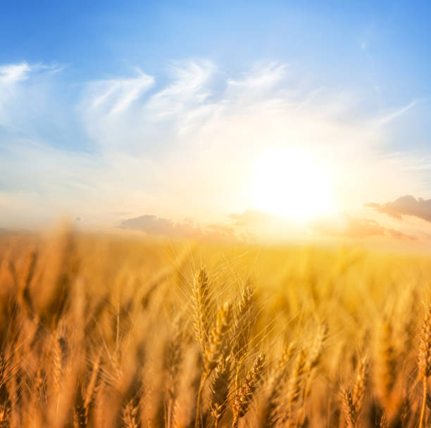 istock summer wheat field at the sunset 961349654