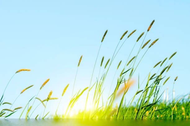 Grasses on Bempton Cliffs, Flamborough head,