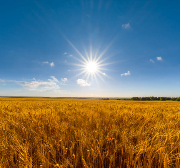istock summer wheat field at the hot summer day 961350534