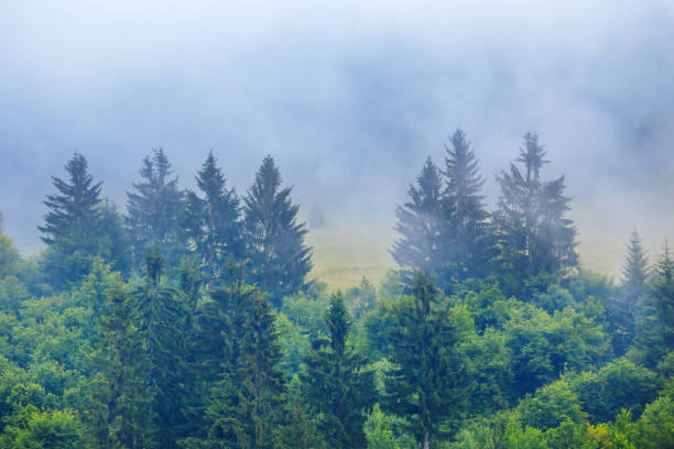 istock green pine tree forest in a mist, natural background 961352438