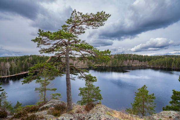 istock Huge old tree on top of a hill overlooking lake in the forest 961354404