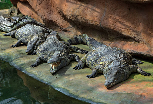 istock crocodiles lying on the river bank 961357784