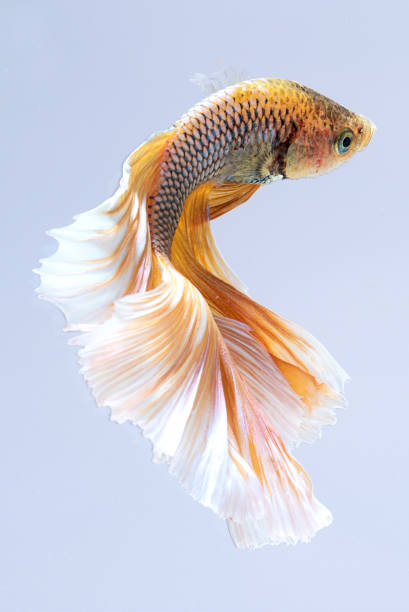 amarelo branco peixes lutadores siameses, peixe betta, isolado no fundo cinza - siamese fighting fish aquarium fish isolated - fotografias e filmes do acervo