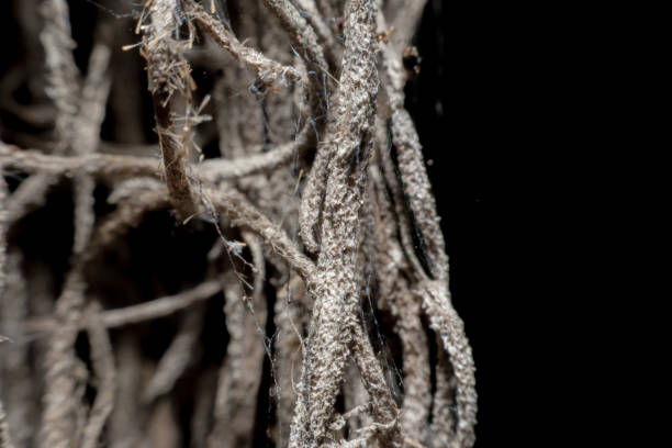 istock Small wooden roots on a black background. 961362206