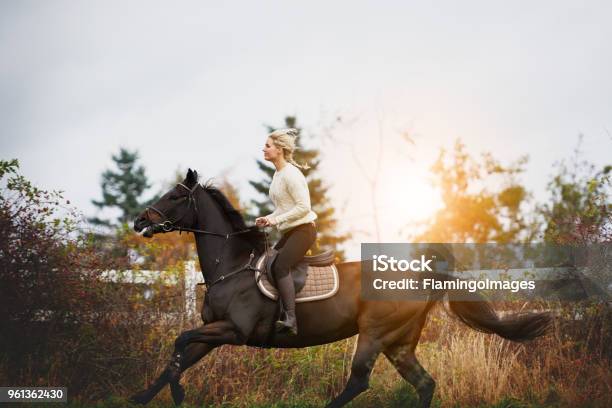 Mujer Joven Galopando Su Caballo A Través De Un Campo De Otoño Foto de stock y más banco de imágenes de Equitación