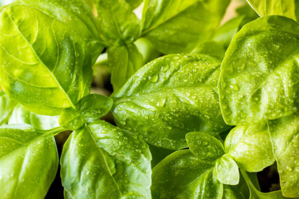 istock Fresh basil on a dark background. Green basil. Green basil on a dark background. Food background. 961362516
