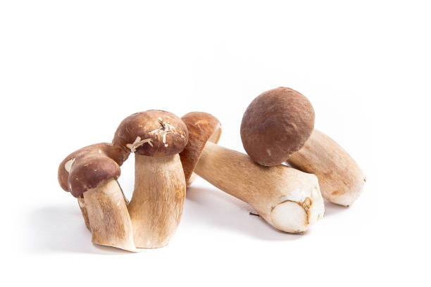 istock Several porcini mushrooms known as boletus edulis isolated on white 961366540