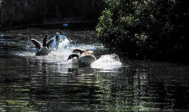 Photo of Energised mute swan in wild goose chase