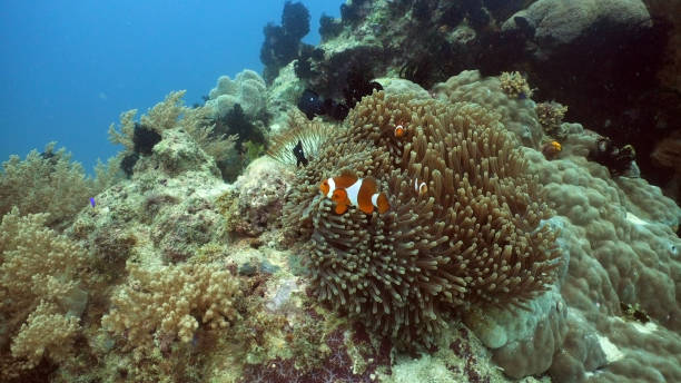 istock Clownfish Anemonefish in anemone 961369802
