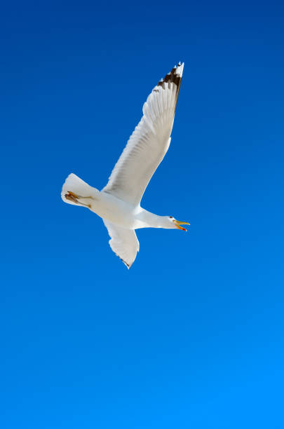 istock White seagull flying against the blue sky 961374978