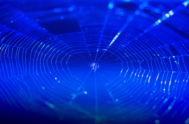 Closeup spiderweb with dark blue background. Network connection concept. Picture for add text message. Backdrop for design art work.