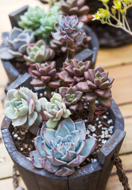 istock Closeup of succulent plants 961375658