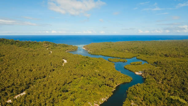 istock Mangrove forest in Asia. Philippines Siargao island 961380306