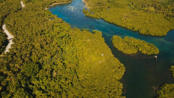 istock Mangrove forest in Asia. Philippines Siargao island 961380376