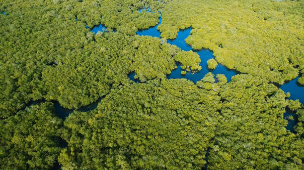 istock Mangrove forest in Asia. Philippines Siargao island 961380418
