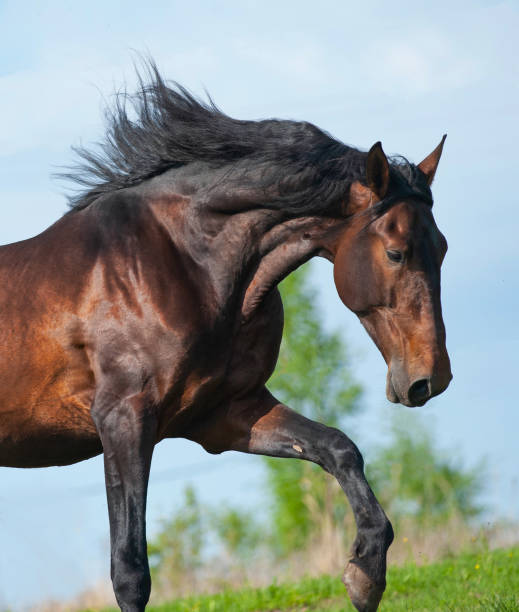 istock Portrait of running horse 961380444