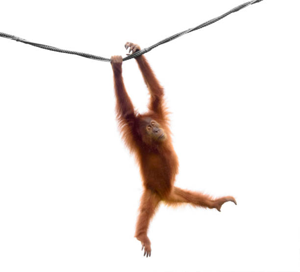 Isolated little orangutan in a funny pose Baby orangutan swinging on rope in a funny pose isolated on white background primate stock pictures, royalty-free photos & images