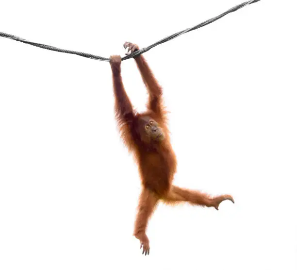 Baby orangutan swinging on rope in a funny pose isolated on white background