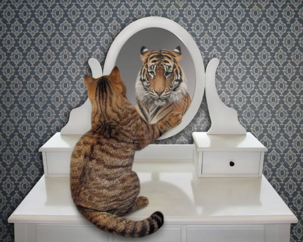 istock Cat looks in the mirror 2 961388724