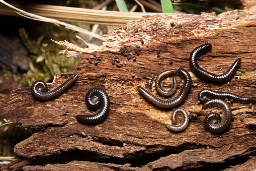 Spirobolid millipedes gathered on a piece of tree bark