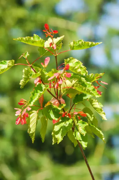 Tree . Acer saccharinum, commonly known as silver maple, creek, silverleaf, soft, water, swamp, or white maple is a species  native to eastern and central United States and Canada.