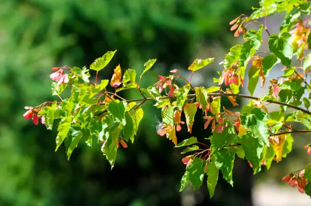 Tree . Acer saccharinum, commonly known as silver maple, creek, silverleaf, soft, water, swamp, or white maple is a species  native to eastern and central United States and Canada.