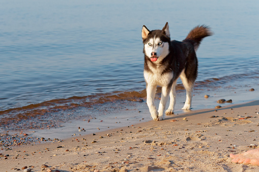 the dog stuck out his tongue, husky dog running on the water's edge, the dog running on the beach