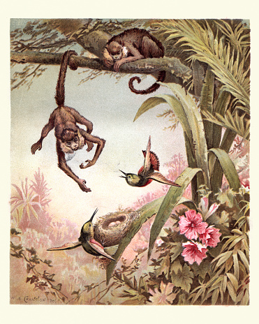 Vintage engraving of a Monkey stealing birds eggs from a nest, 19th Century.