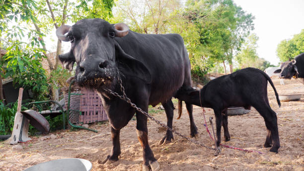 istock Indian Water Buffalo with calf 961400610