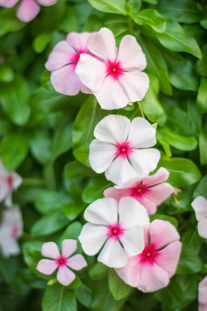 Madagascar periwinkle Pink flower catharanthus roseus stock pictures, royalty-free photos & images