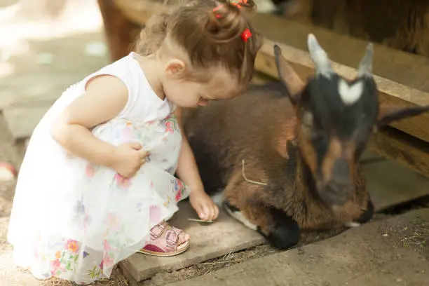 Photo of friendly goats want a little pet and some yummy food from this cute little girl at a petting zoo