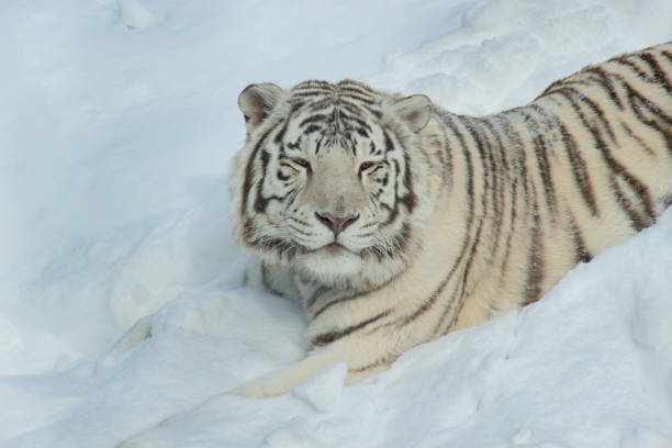 istock Wild white bengal tiger is lying on white snow. Animals in wildlife 961409812