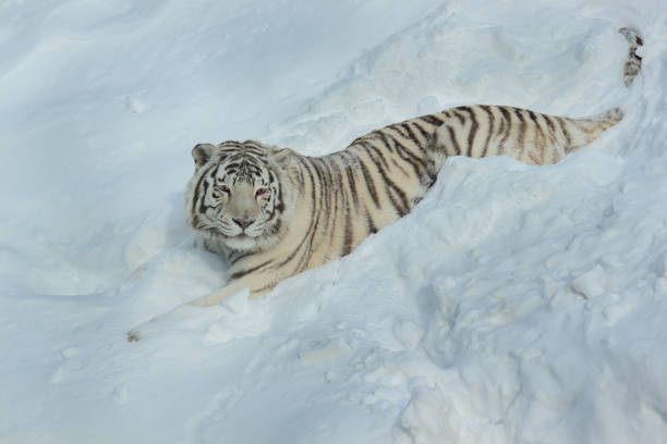 istock Wild white bengal tiger is lying on white snow. 961410058