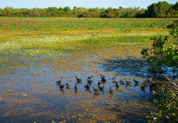 birds in wetland - kakadu national park national park northern territory kakadu imagens e fotografias de stock