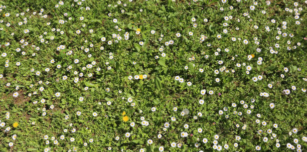 istock white daisies blooming on a green meadow in the spring 961413956