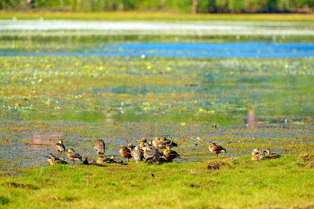 birds in wetland - kakadu australia kakadu national park northern territory imagens e fotografias de stock