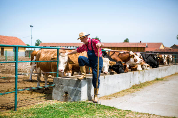 istock Farmer fooding and examining his herd 961416862