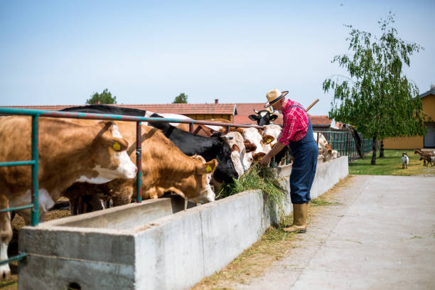 istock Farmer fooding and examining his herd 961420228