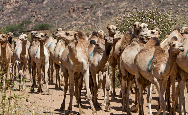 istock herd of camels in ethiopia 961421108